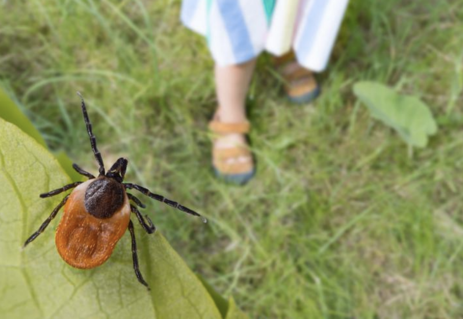 Natural Defense Tick & Mosquito – Protect your pets, people, and property.